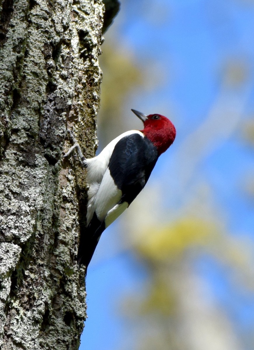 Red-headed Woodpecker - ML633969867