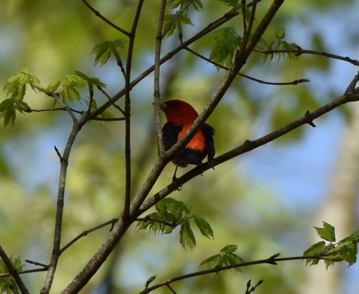 Scarlet Tanager - ML633969904