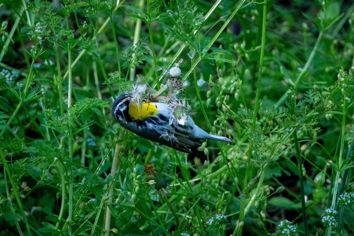 Yellow-throated Warbler - ML633969920
