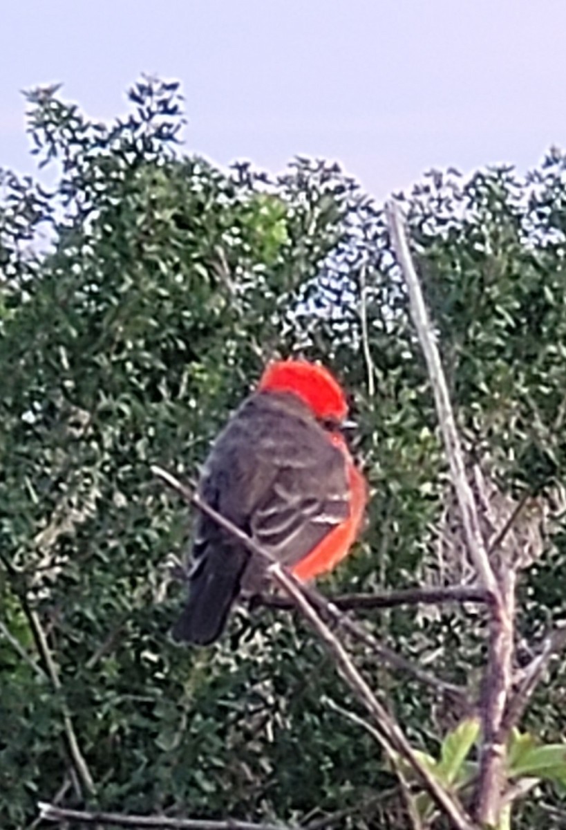 Ateş Renkli Sinekkapan - ML633969935