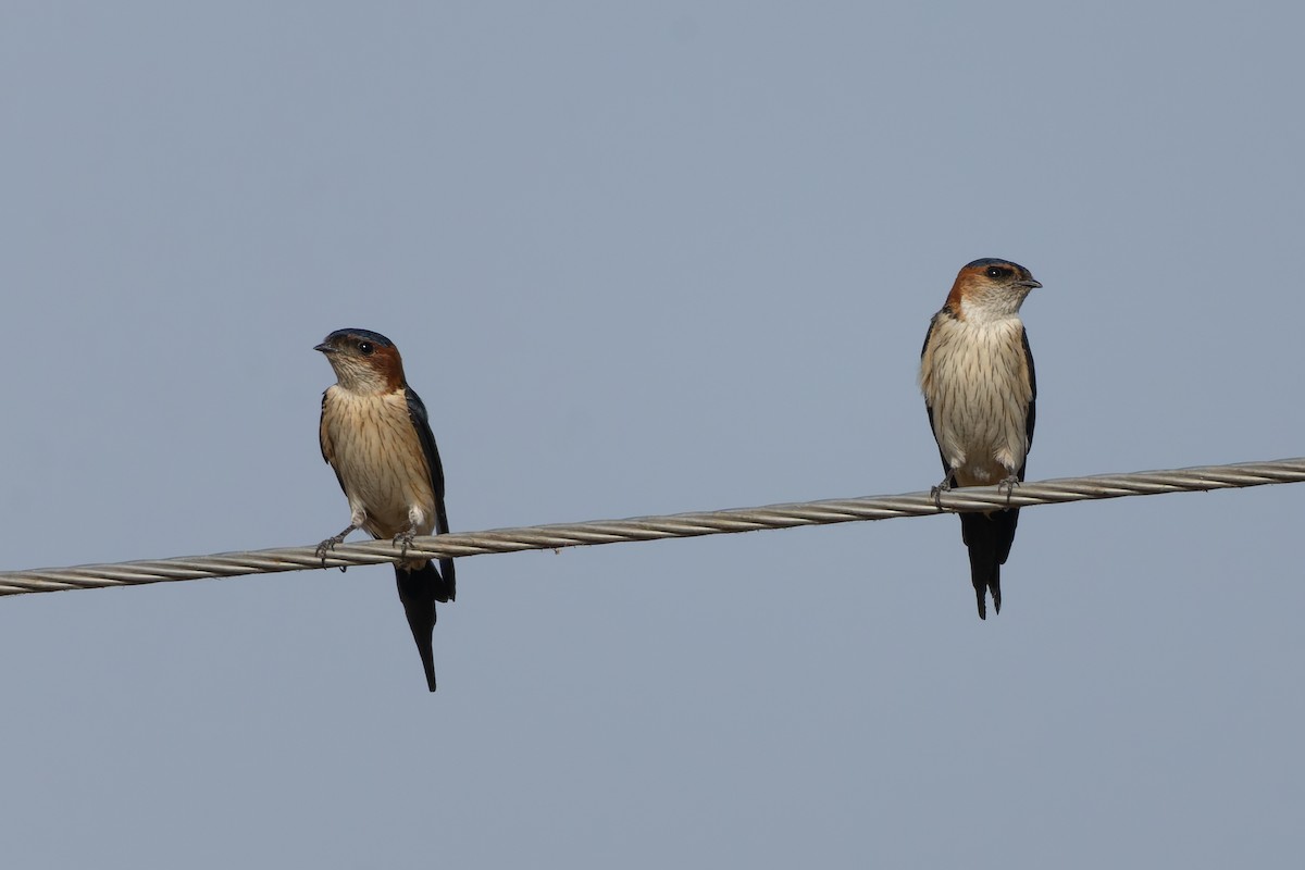 Hirondelle striolée - ML633969956