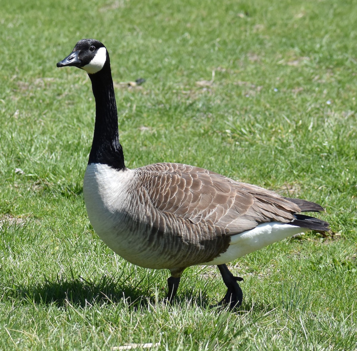 Canada Goose - ML633970036