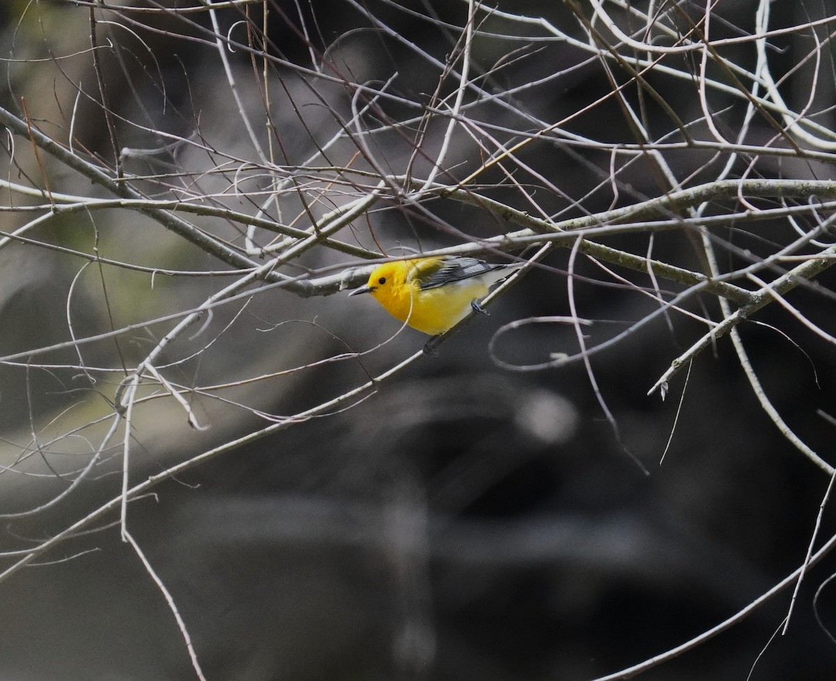Prothonotary Warbler - ML633970037