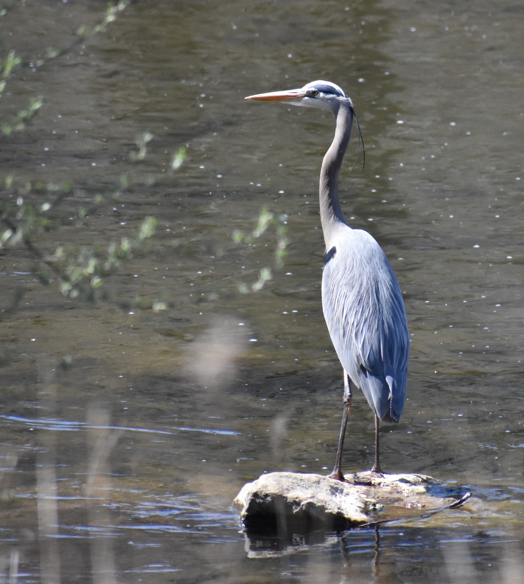 Great Blue Heron - ML633970058