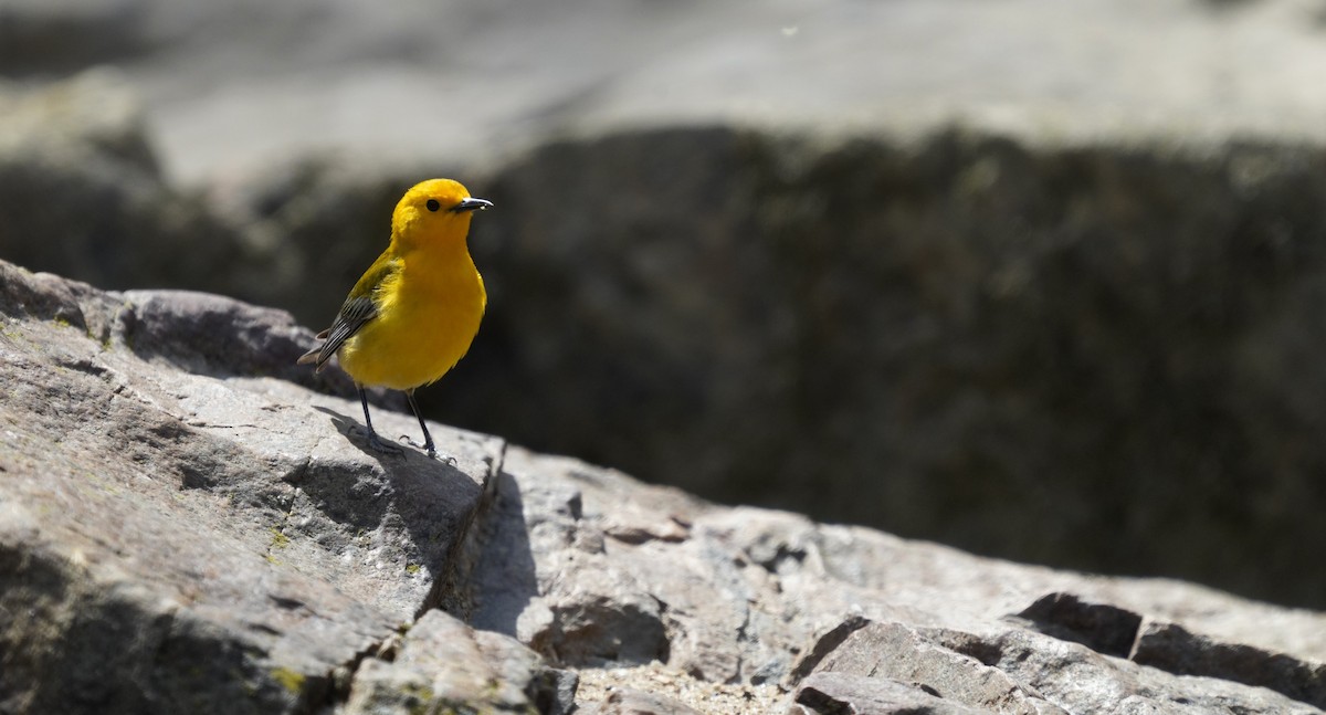 Prothonotary Warbler - ML633970068