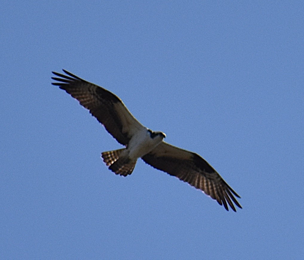 Osprey - ML633970076