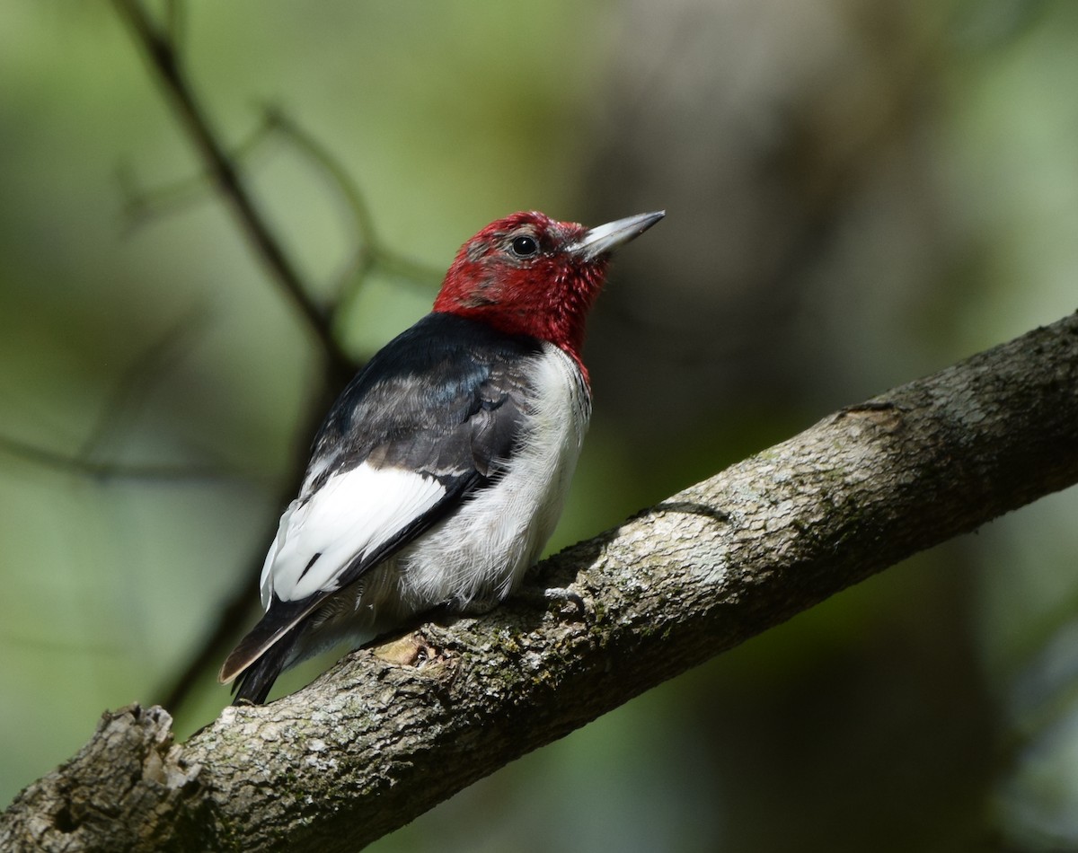 Red-headed Woodpecker - ML633970078