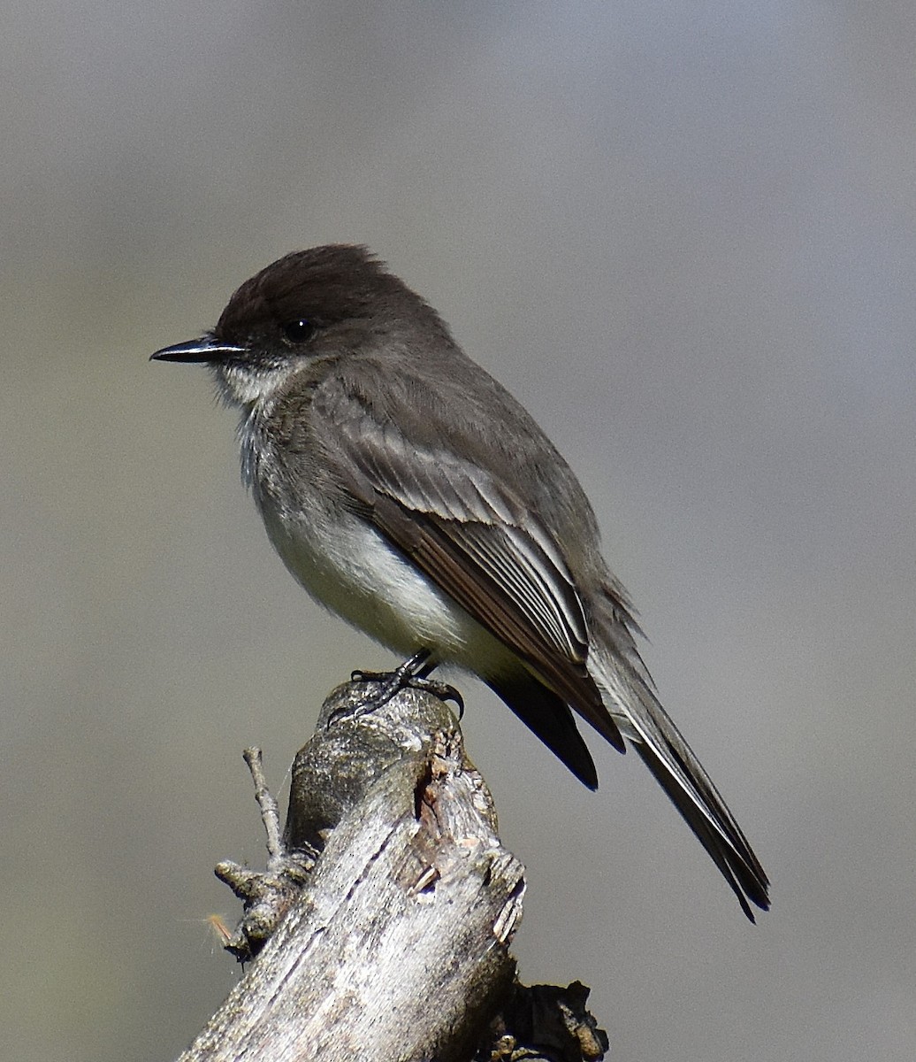 Eastern Phoebe - ML633970081