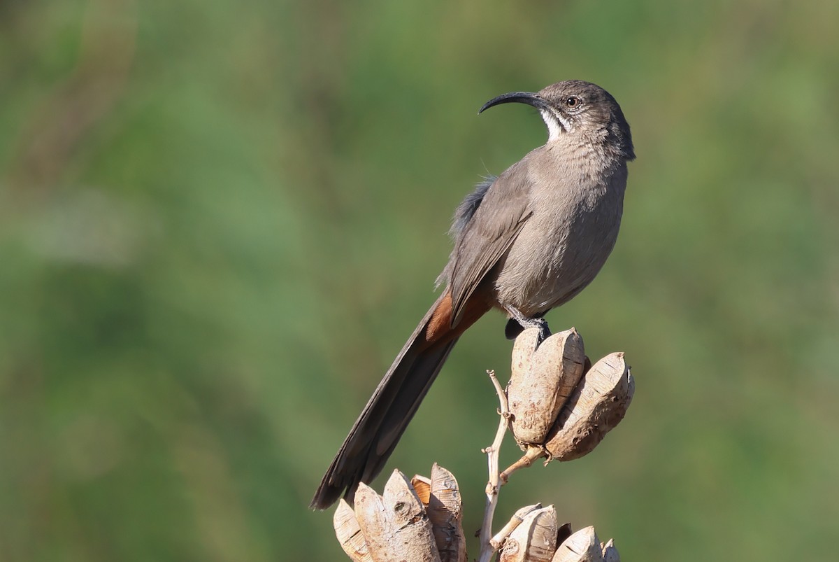 Crissal Thrasher - ML633970086