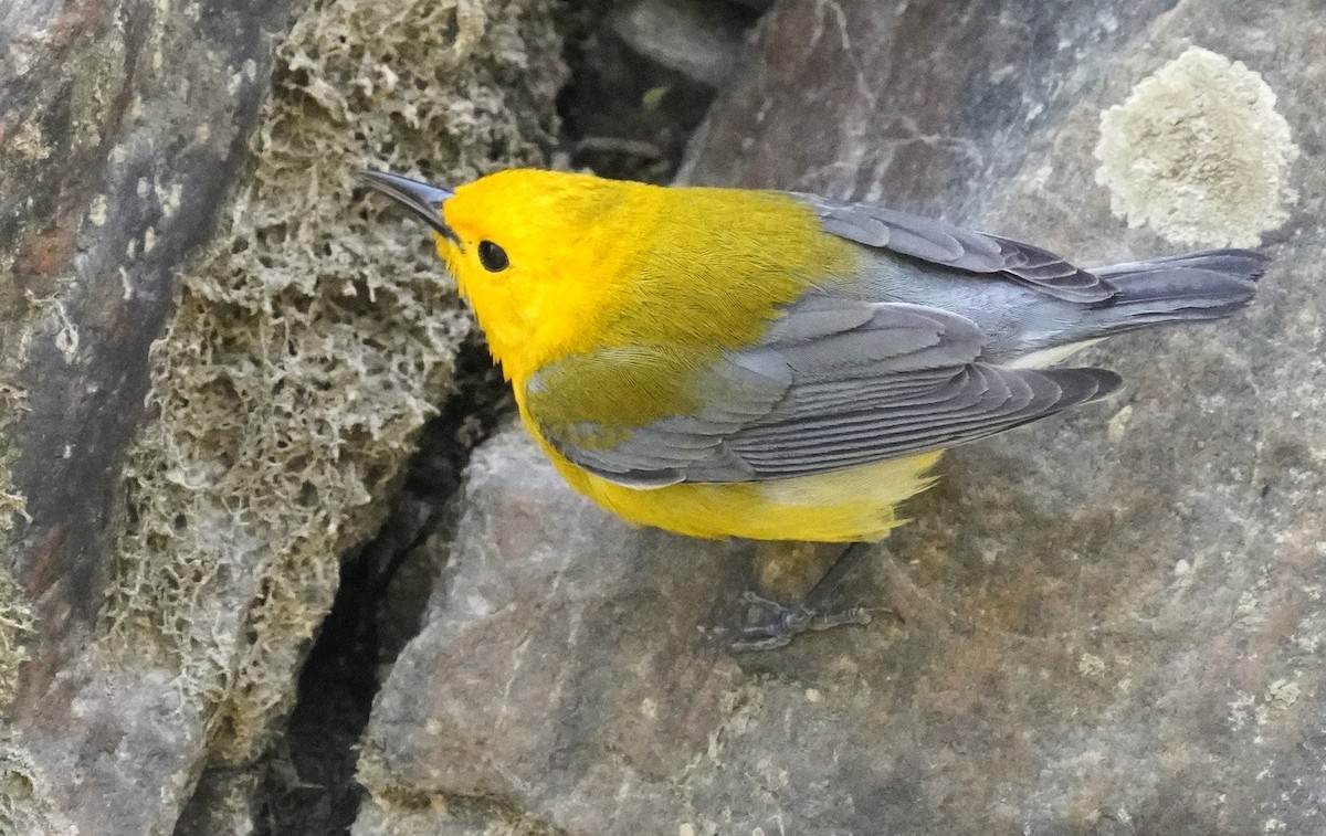 Prothonotary Warbler - ML633970088