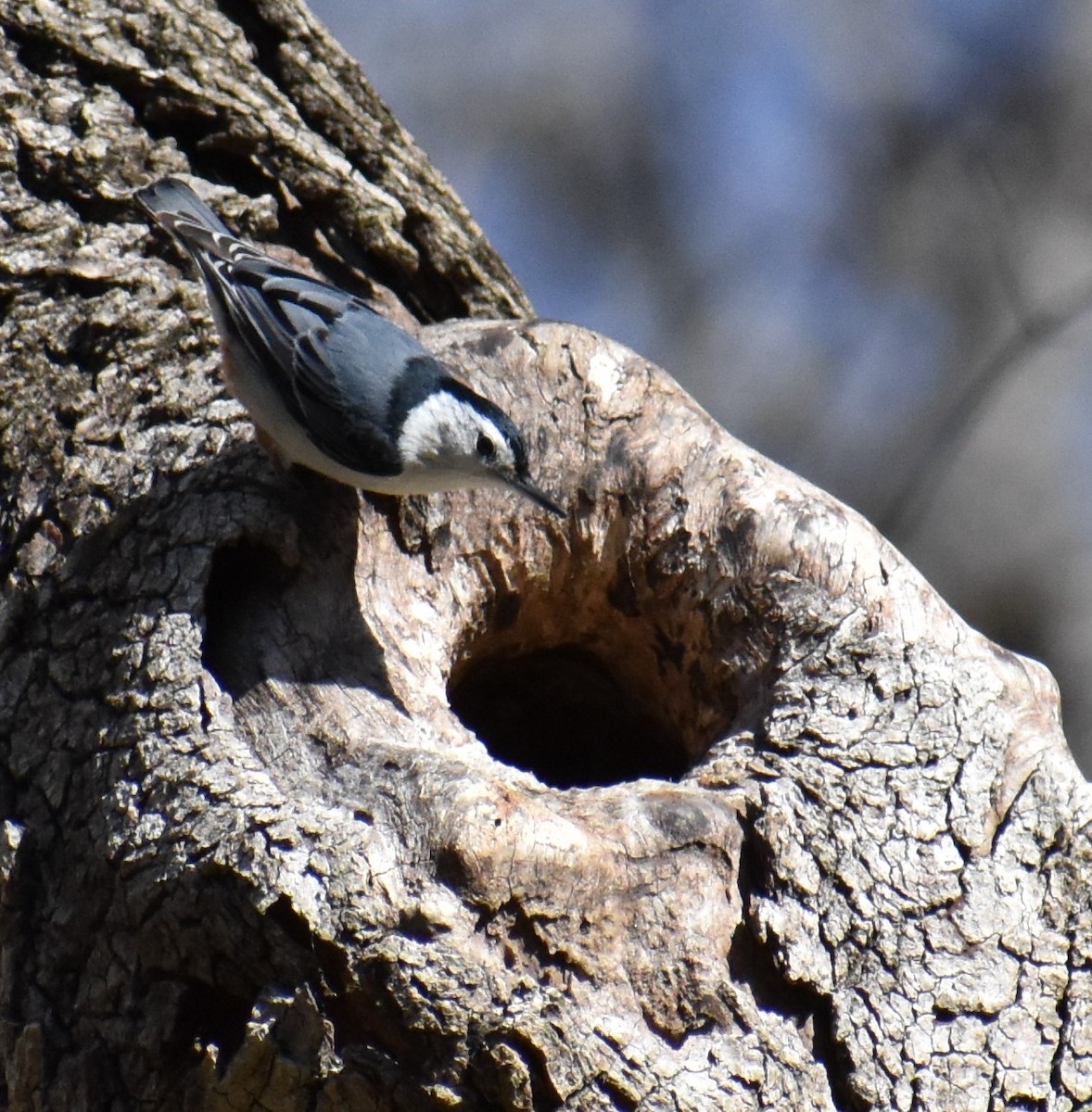 White-breasted Nuthatch - ML633970104