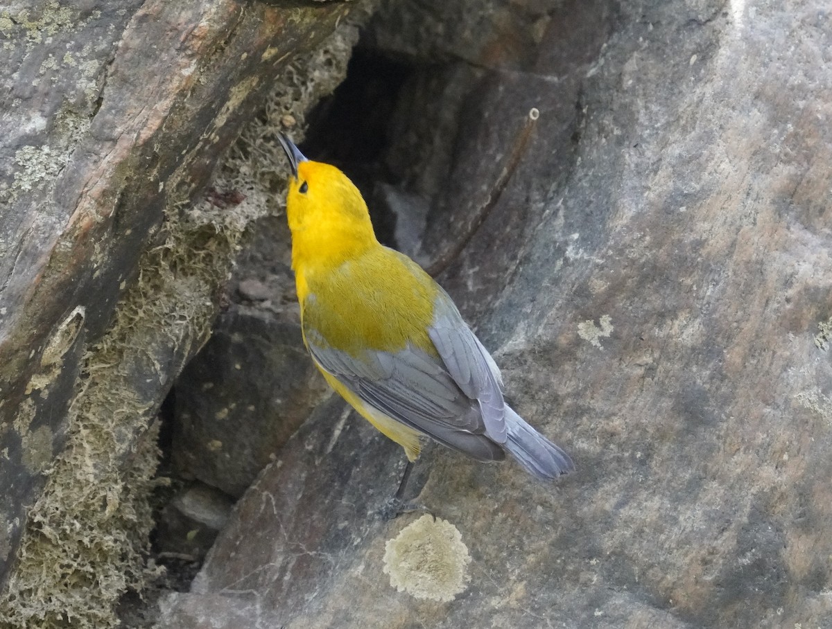 Prothonotary Warbler - ML633970116