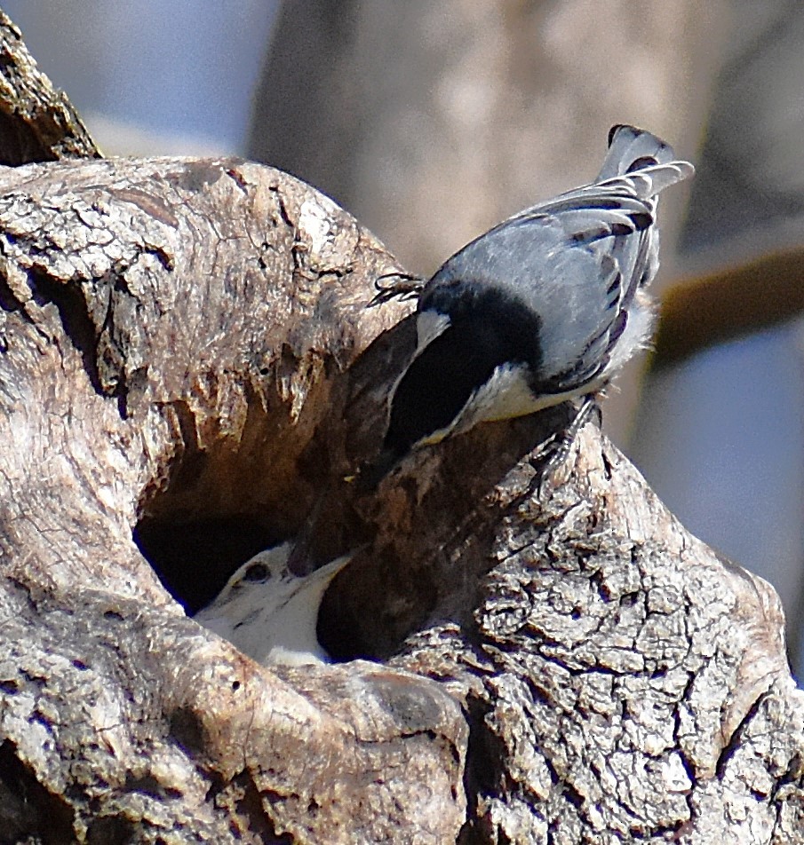 White-breasted Nuthatch - ML633970134