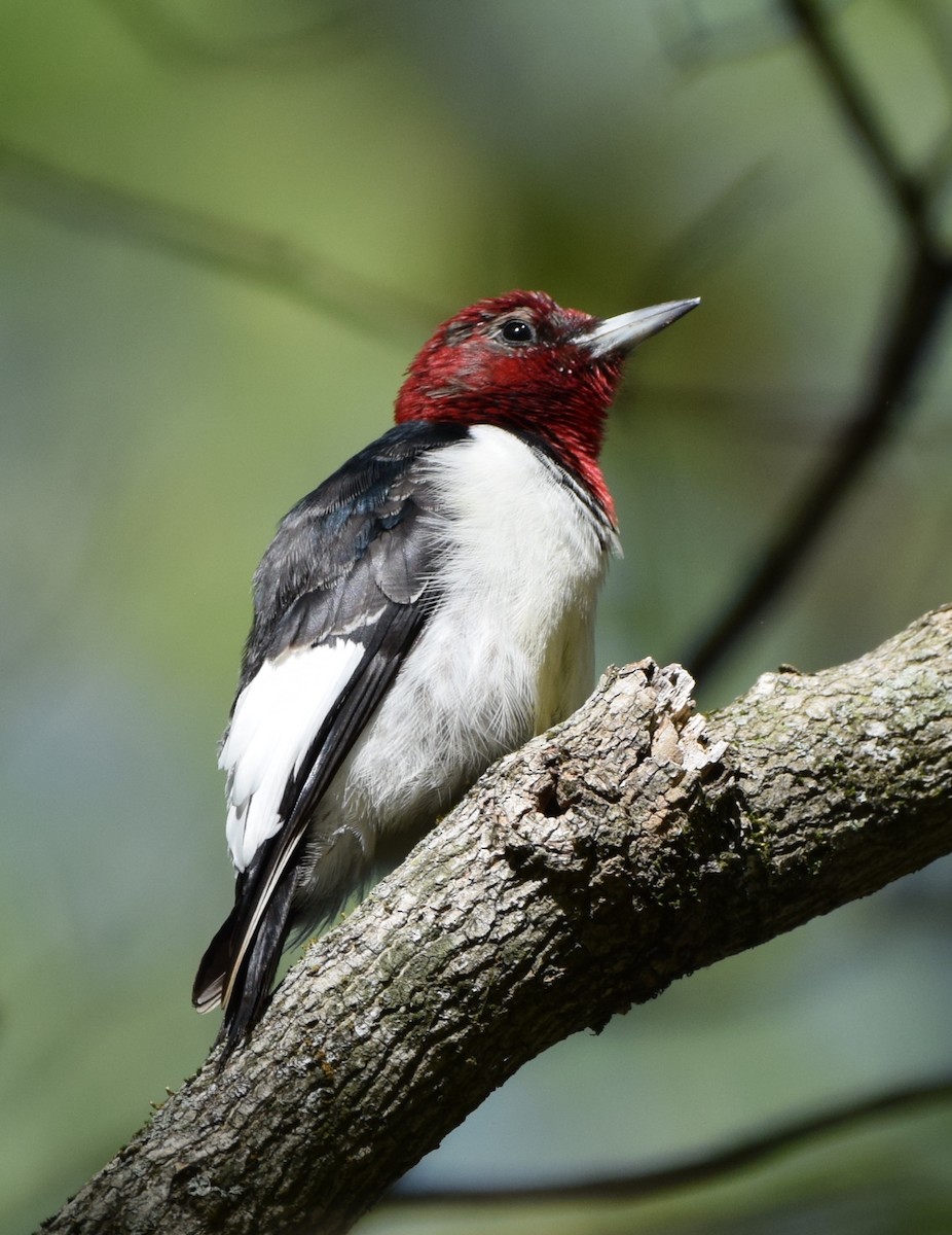 Red-headed Woodpecker - ML633970159