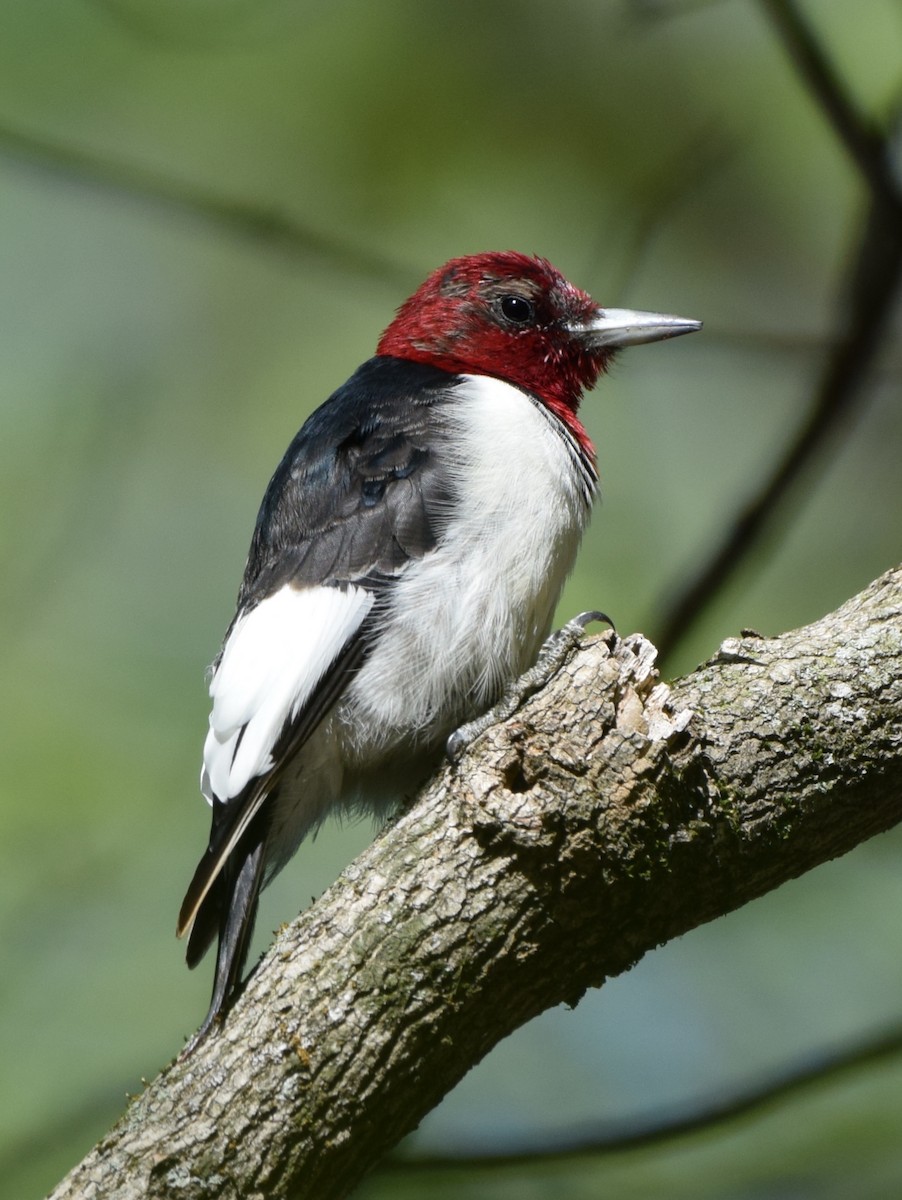 Red-headed Woodpecker - ML633970188