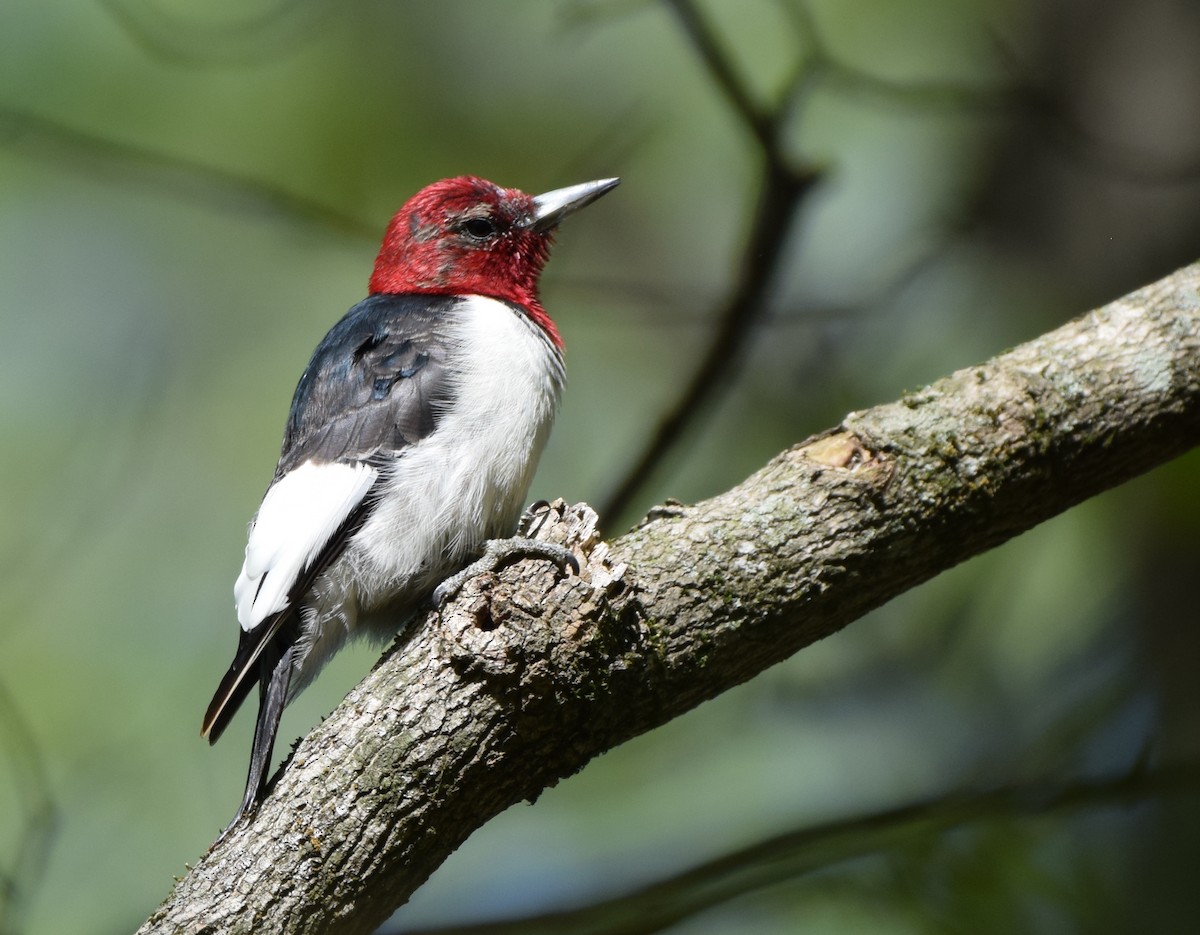 Red-headed Woodpecker - ML633970226