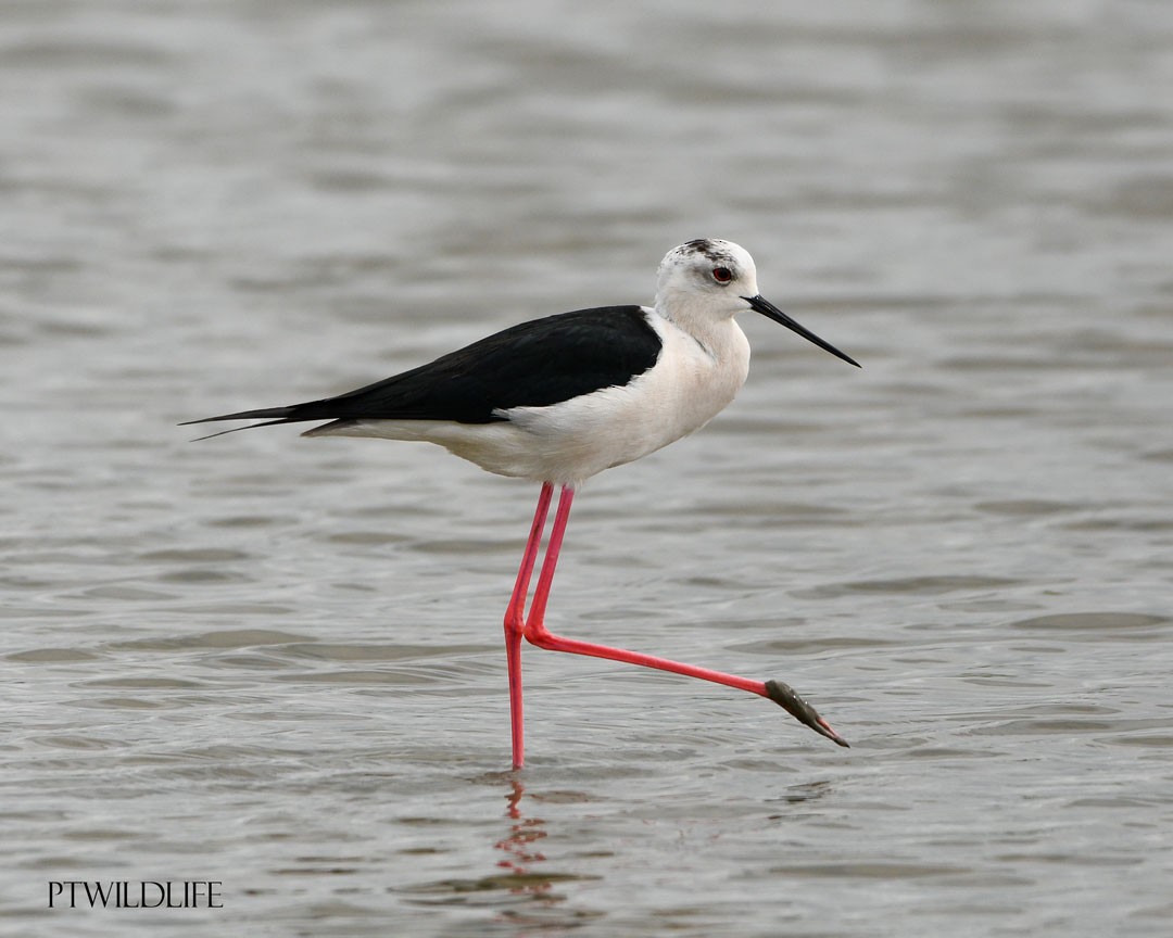 Black-winged Stilt - ML633970230