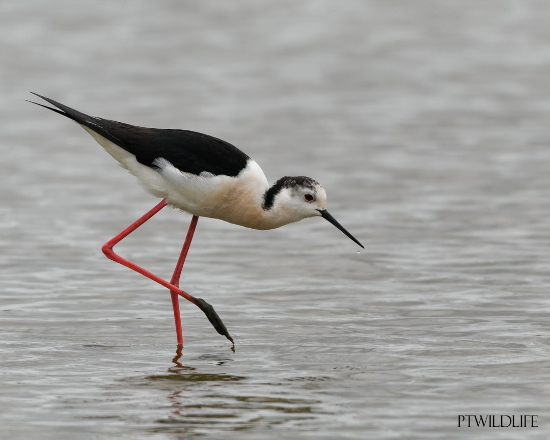 Black-winged Stilt - ML633970231
