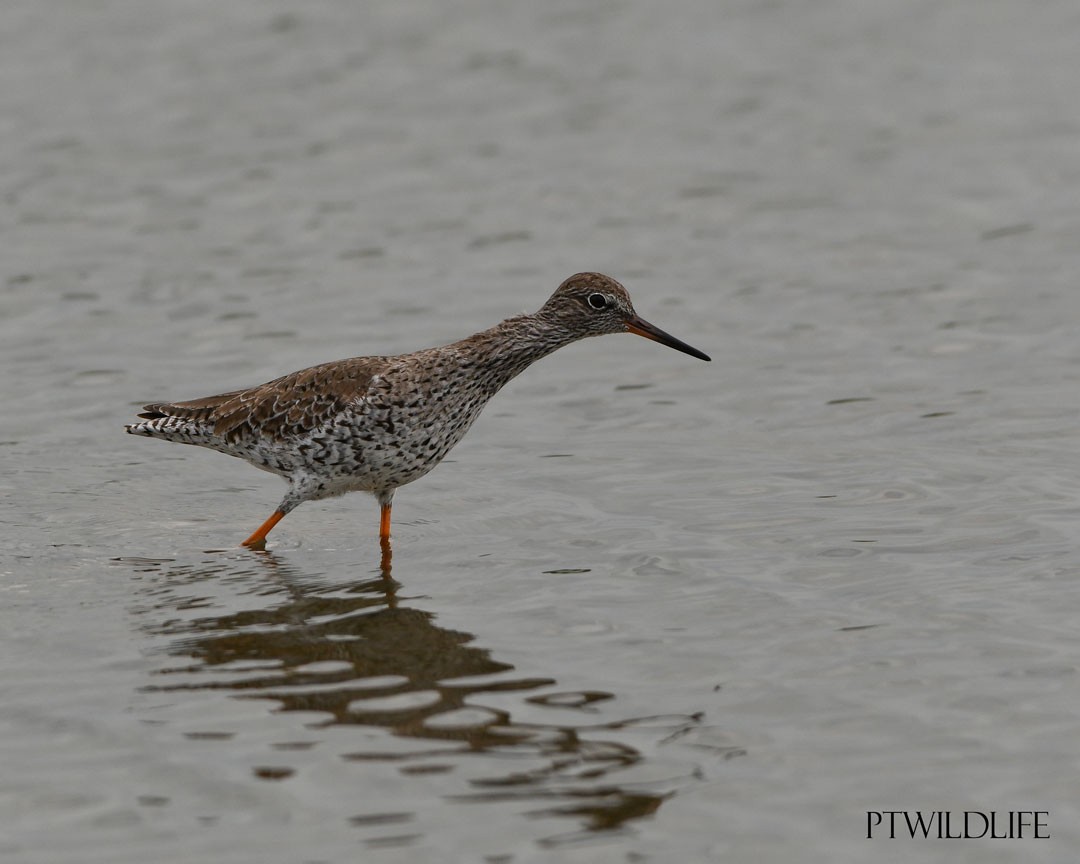 Common Redshank - ML633970239