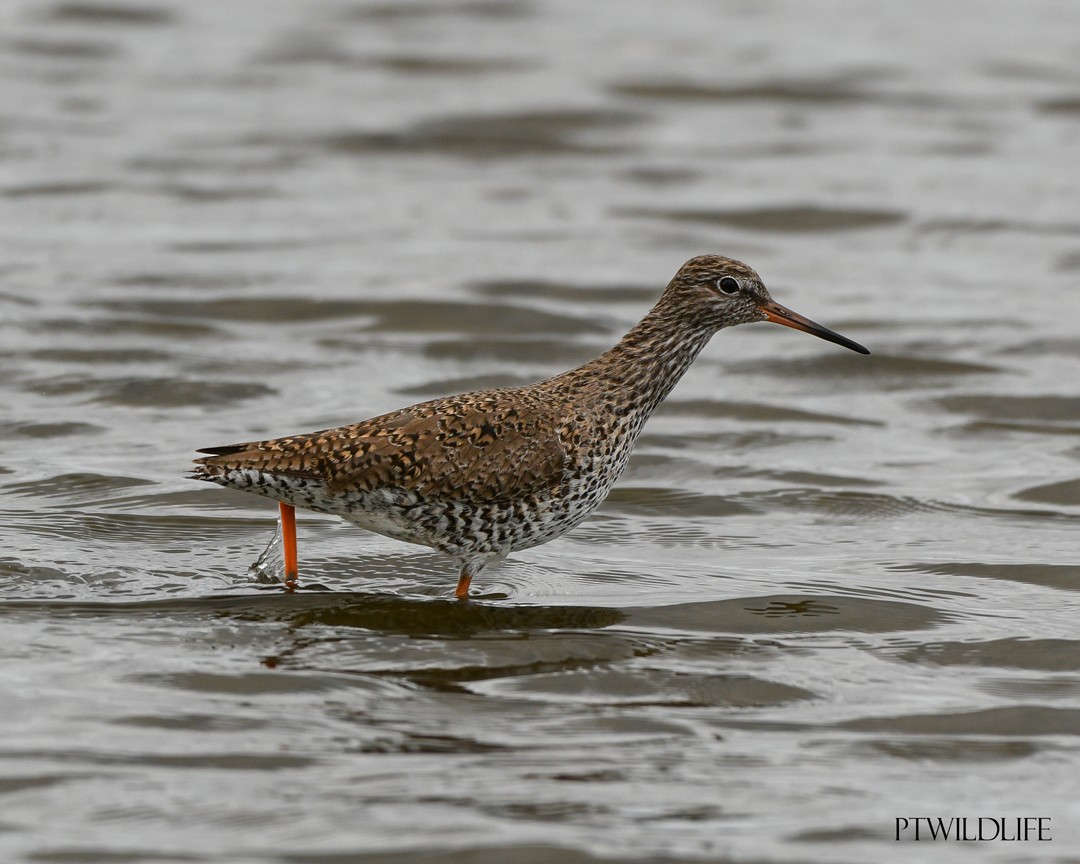 Common Redshank - ML633970240