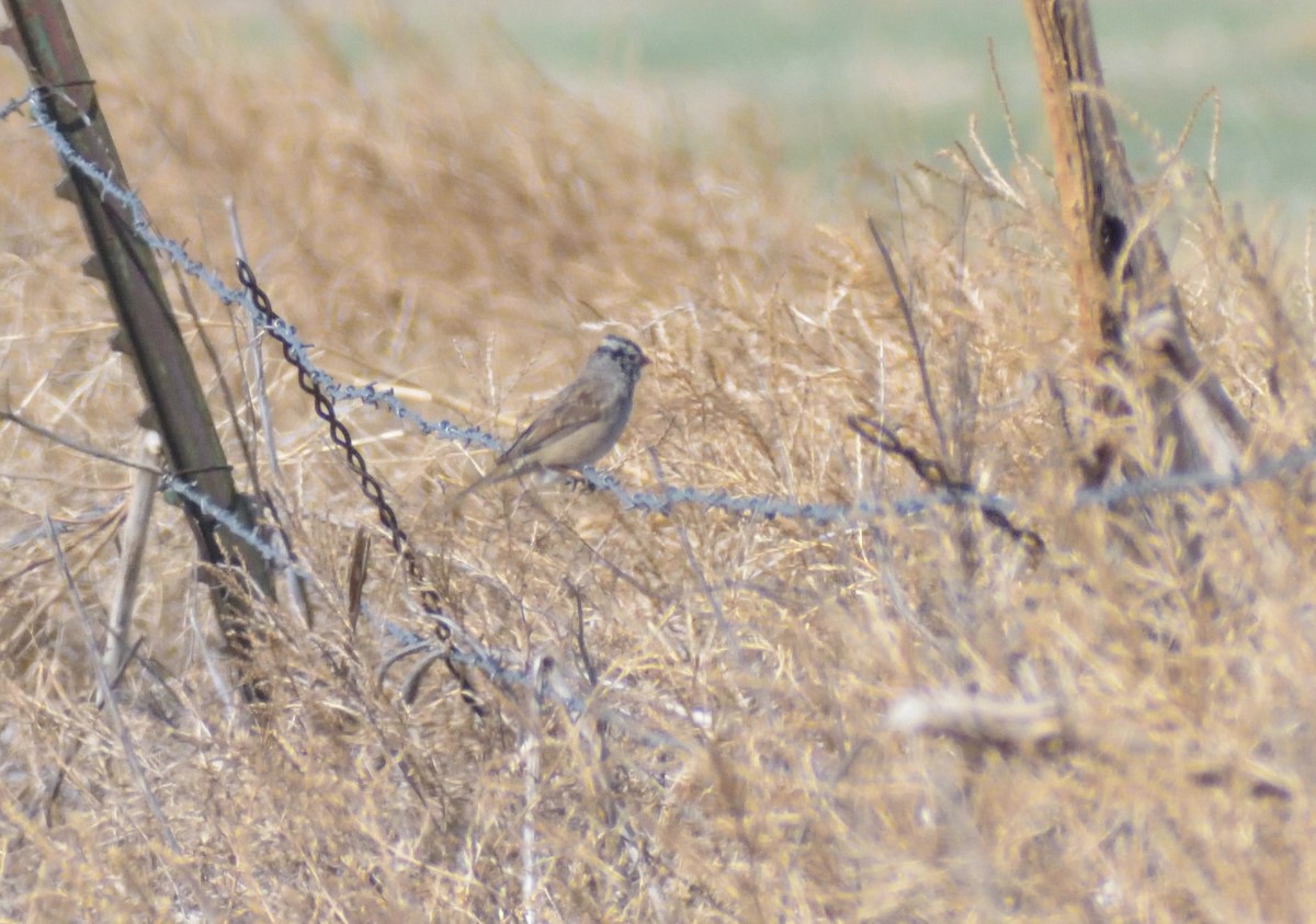 White-crowned Sparrow - ML633970255