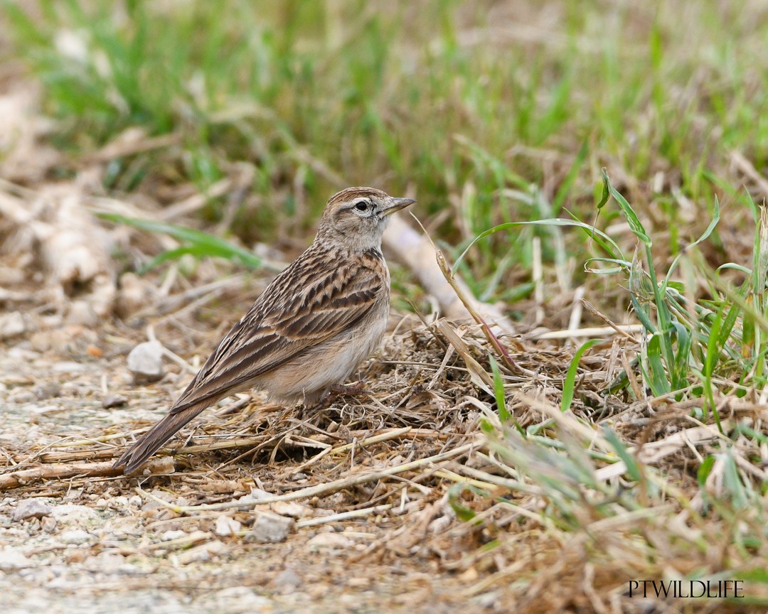 Greater Short-toed Lark - ML633970260