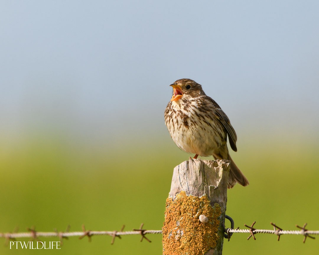 Corn Bunting - ML633970269