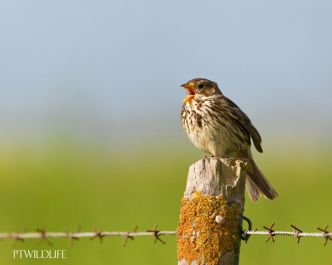 Corn Bunting - ML633970270