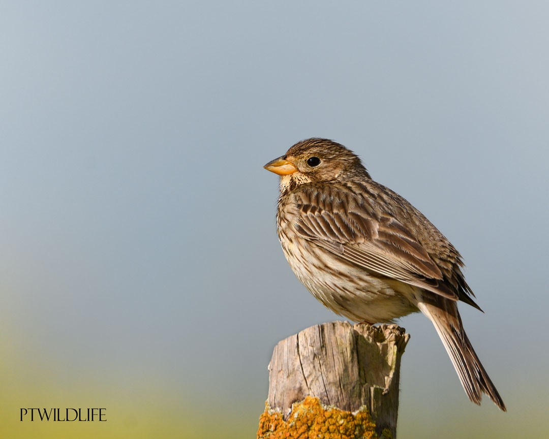 Corn Bunting - ML633970271
