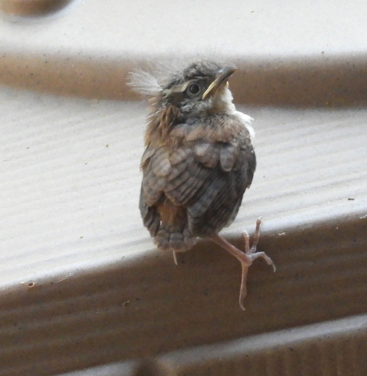 Carolina Wren - ML633970366