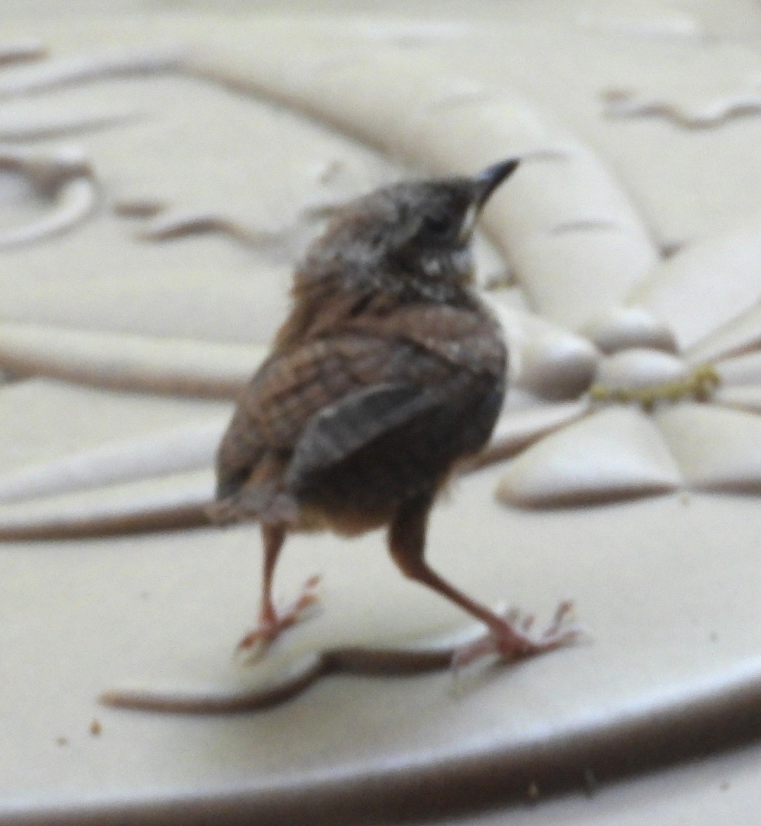Carolina Wren - ML633970391