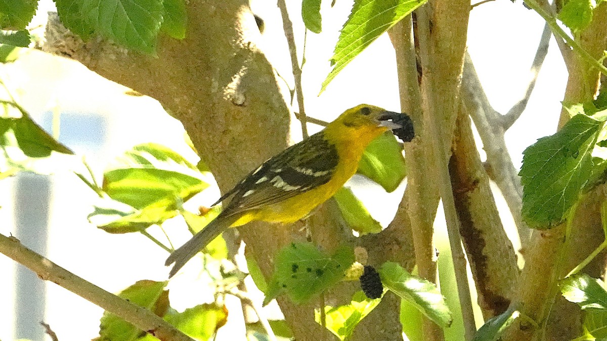 Flame-colored Tanager - ML633970456