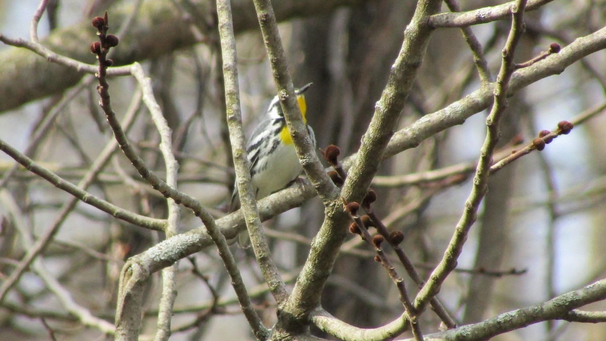 Yellow-throated Warbler - ML633970486