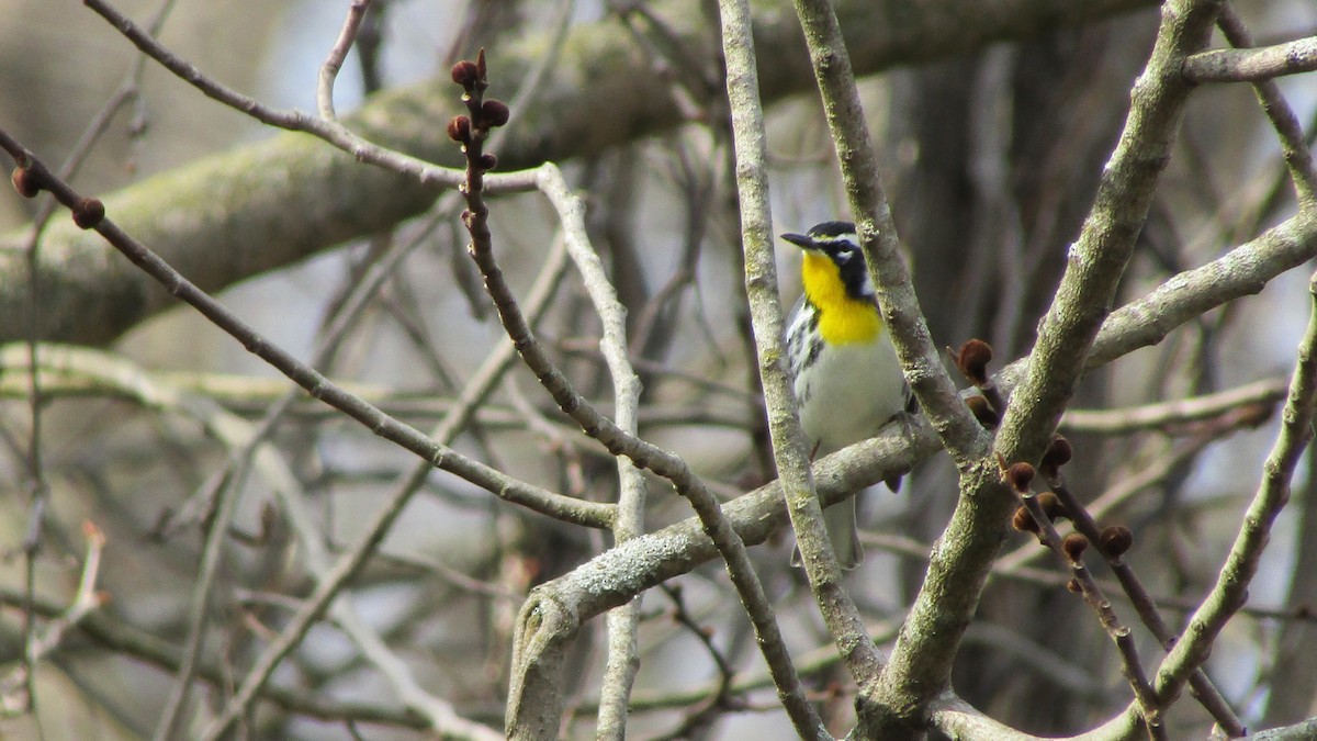 Yellow-throated Warbler - ML633970487