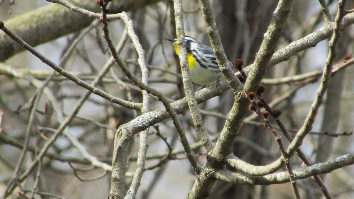 Yellow-throated Warbler - ML633970488
