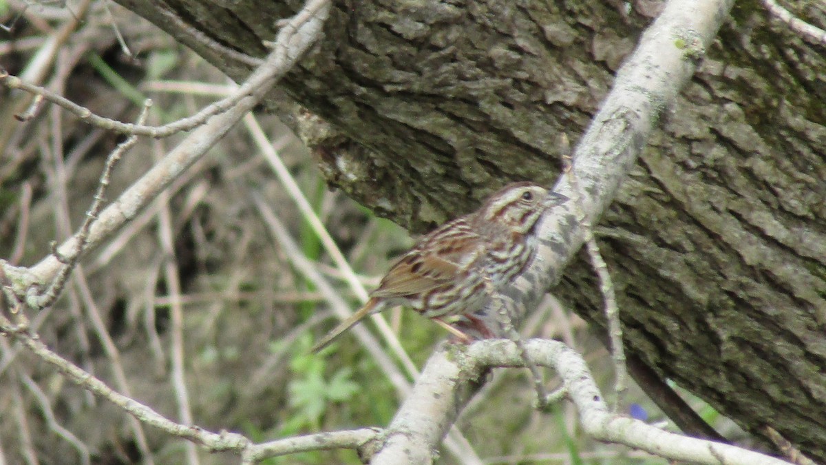Song Sparrow - ML633970510