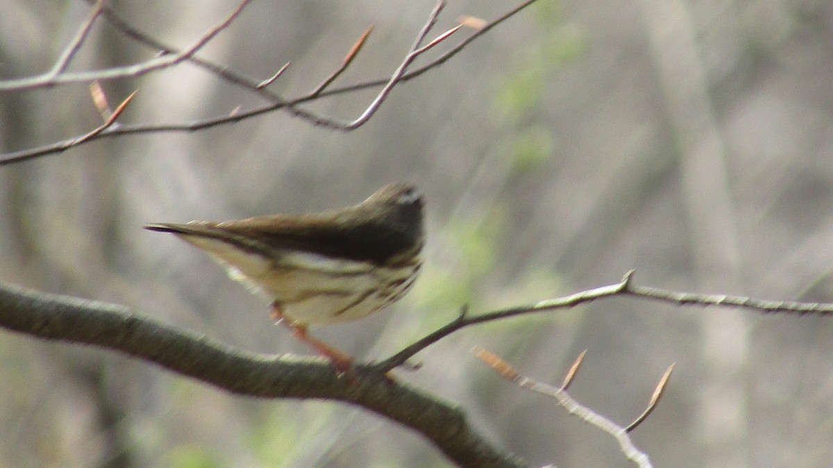 Louisiana Waterthrush - ML633970521