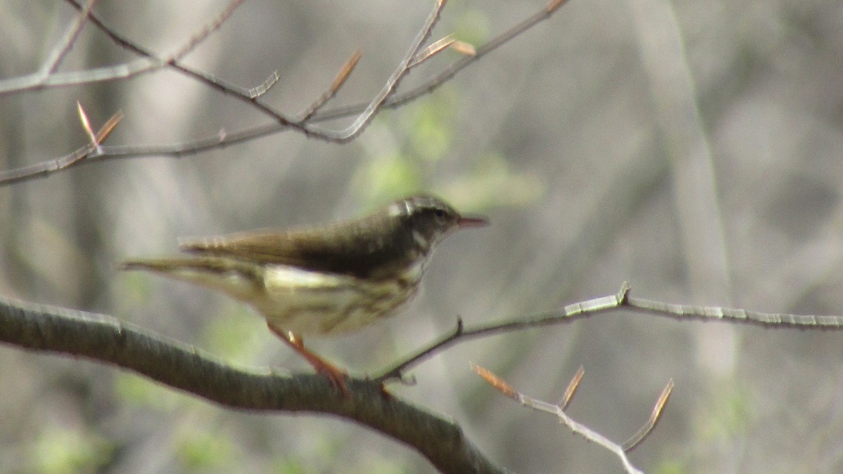 Louisiana Waterthrush - ML633970522