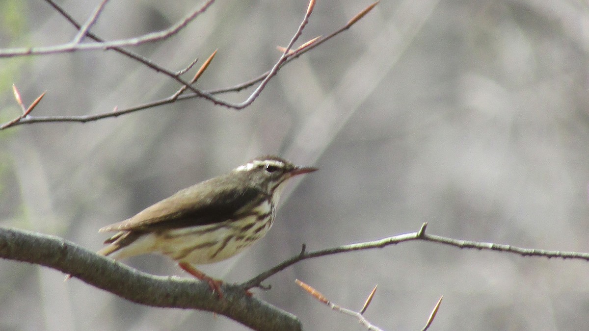 Louisiana Waterthrush - ML633970523