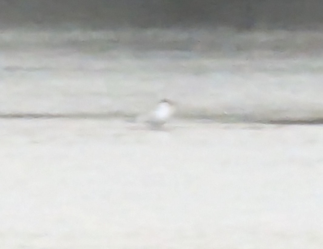 rovterne - ML633970524