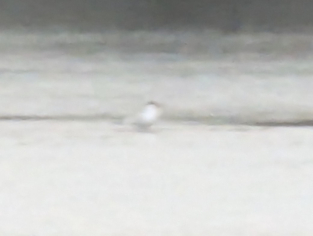 rovterne - ML633970525