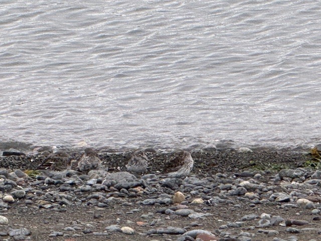 Rock Sandpiper - ML633970554