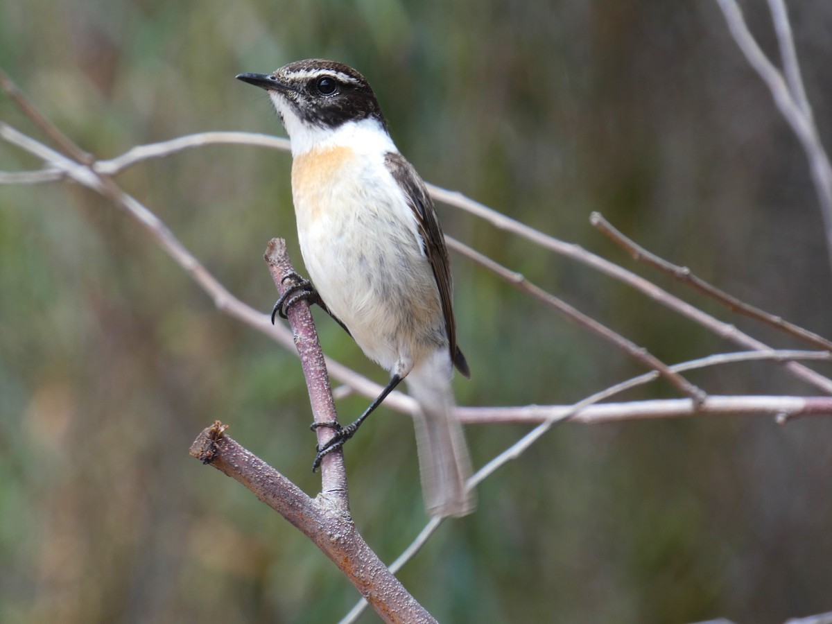 Fuerteventura Stonechat - ML633970665