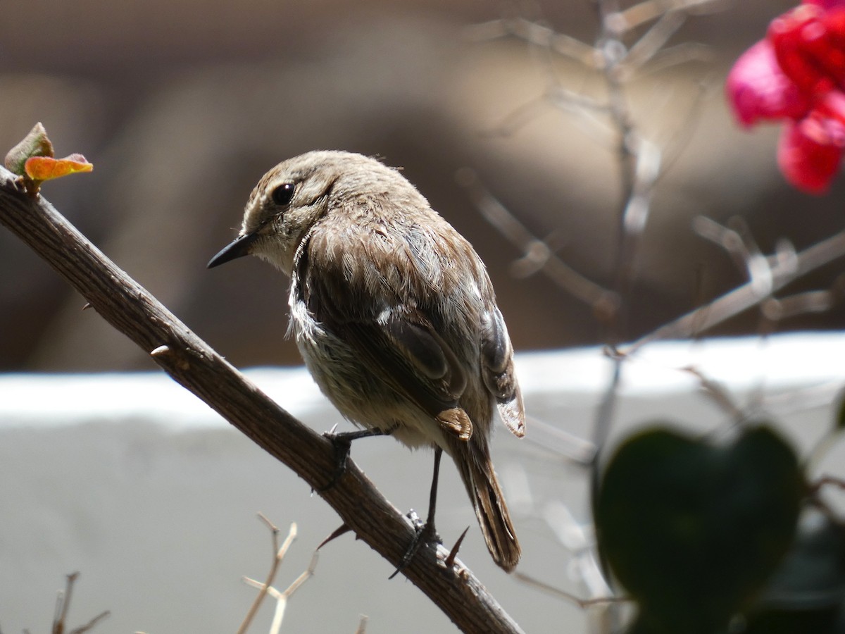 Fuerteventura Stonechat - ML633970669