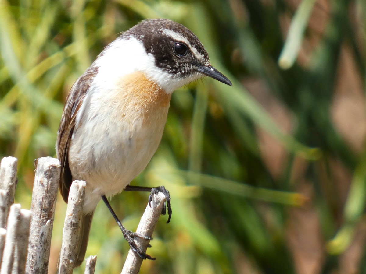 Fuerteventura Stonechat - ML633970670