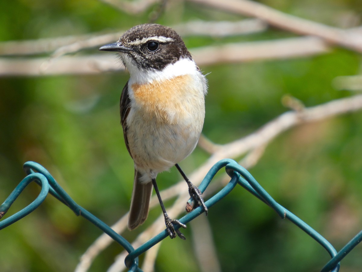 Fuerteventura Stonechat - ML633970671
