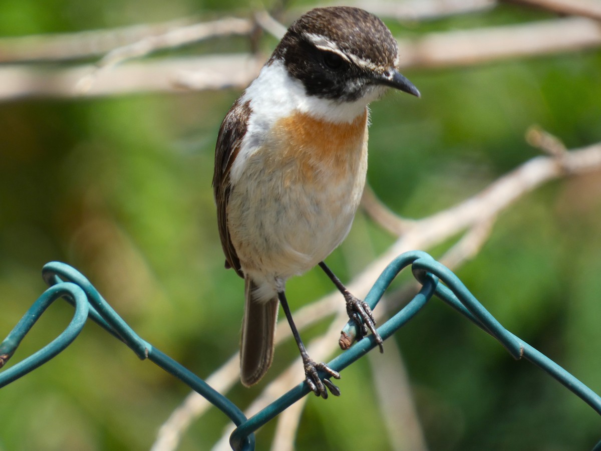 Fuerteventura Stonechat - ML633970673
