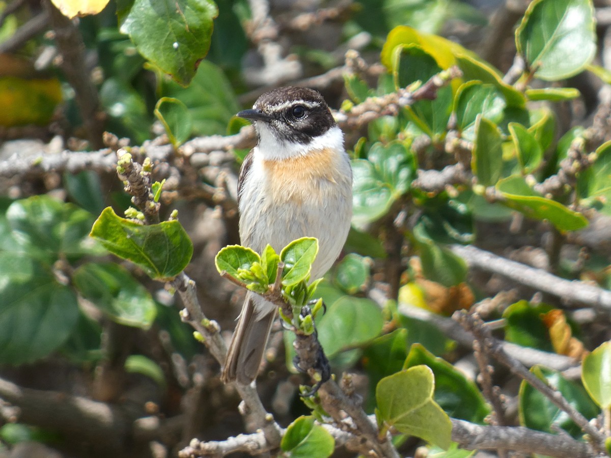 Fuerteventura Stonechat - ML633970674