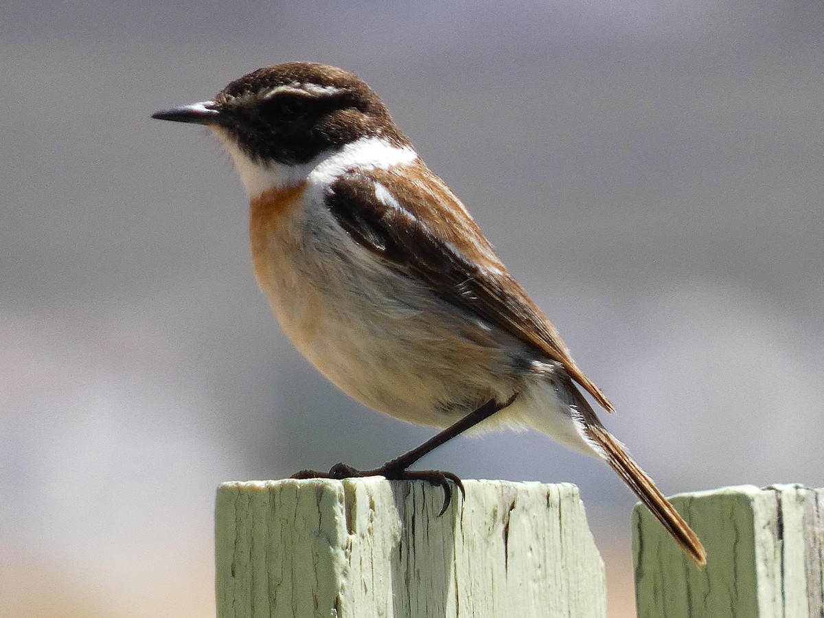 Fuerteventura Stonechat - ML633970675