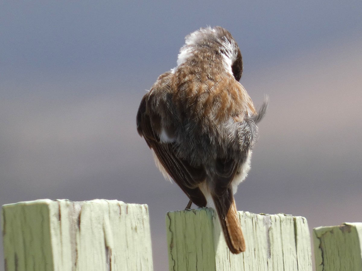 Fuerteventura Stonechat - ML633970676